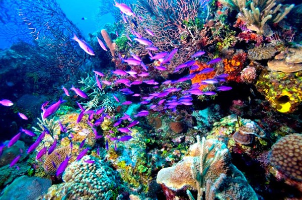 Tiran Island tour from Sharm El Sheikh