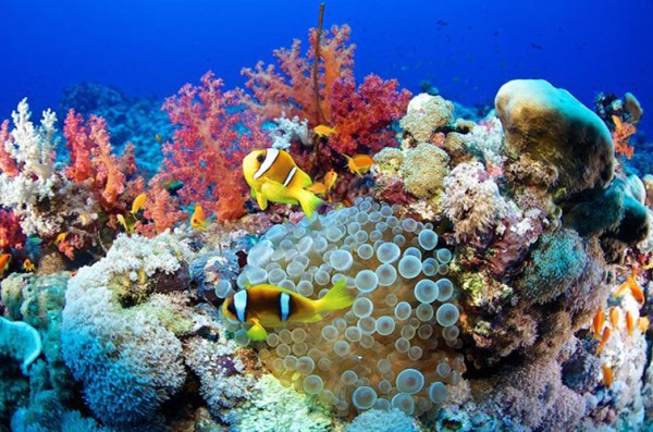 Hamata Island