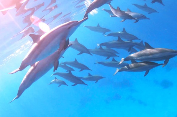 Sataya Reef {Dolphin House}