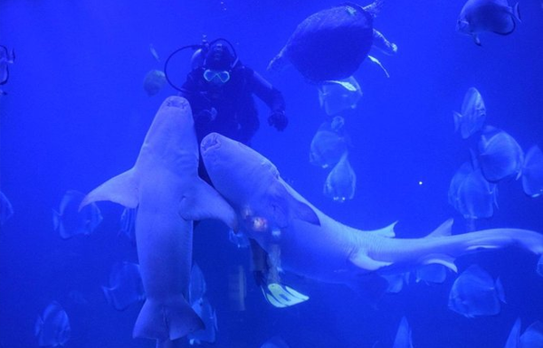 Dive With Sharks in Hurghada Aquarium