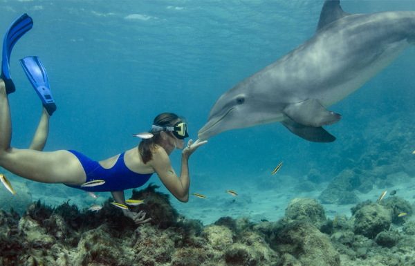 Dolphin House